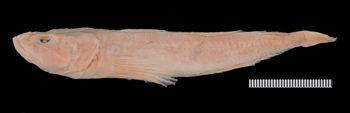 Media type: image;   Ichthyology 3011 Aspect: lateral,description